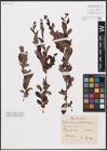 Foto von Salix aurita L. x Salix myrtilloides L.